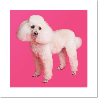 Cute poodle Posters and Art